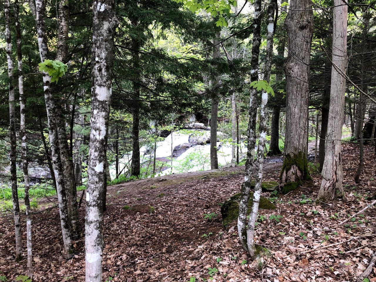 Charming Cabin for the Best of Maine Glamping in Monroe