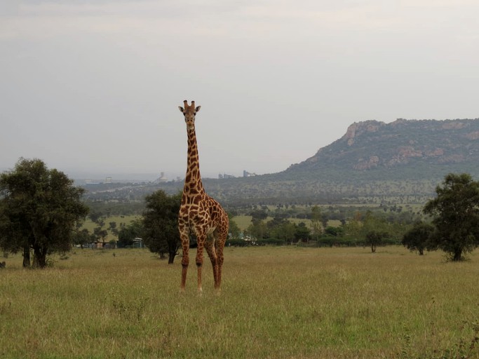 Tented Cabins (Kenya, --, Machakos)
