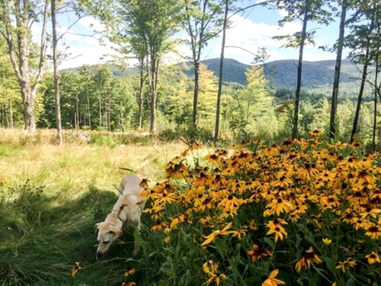 Beautiful Glamping Tent in the Adirondacks