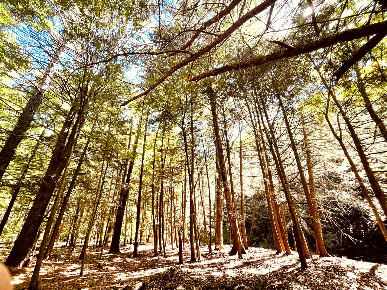 Romantic Glamping Getaway in a Pet Friendly Caravan, Ideal to Explore Hudson Valley