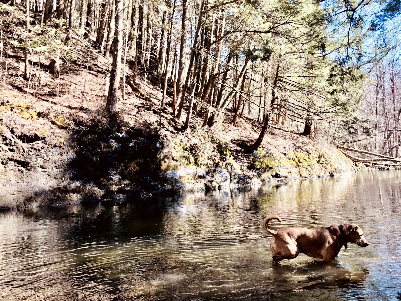 Romantic Glamping Getaway in a Pet Friendly Caravan, Ideal to Explore Hudson Valley