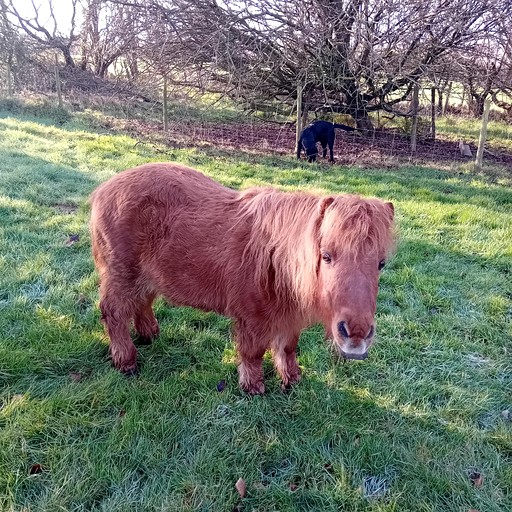 Huts (United Kingdom, Devon, England)
