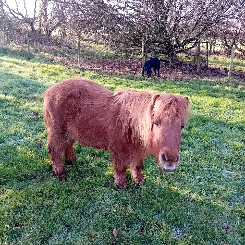 Charming Shepard's Hut, Perfect for Glamping on the North Devon Coastline