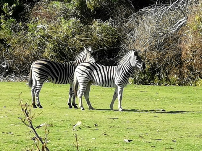 Safari Tents (Portugal, Zambujeira do Mar, Odemira)