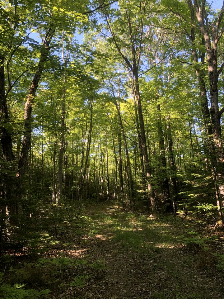 Pet-Friendly Yurt Escape in the Ontario Countryside - Perfect for Romantic Getaways in Tehkummah