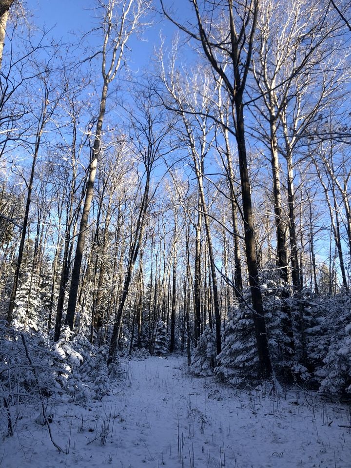 Pet-Friendly Yurt Escape in the Ontario Countryside - Perfect for Romantic Getaways in Tehkummah