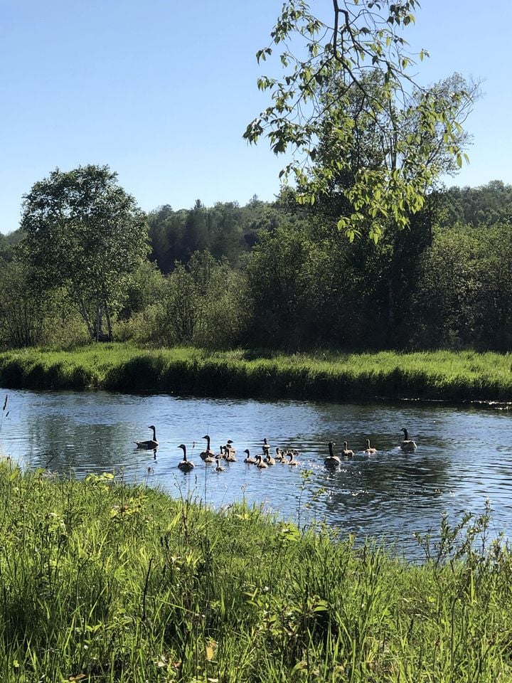 Pet-Friendly Yurt Escape in the Ontario Countryside - Perfect for Romantic Getaways in Tehkummah