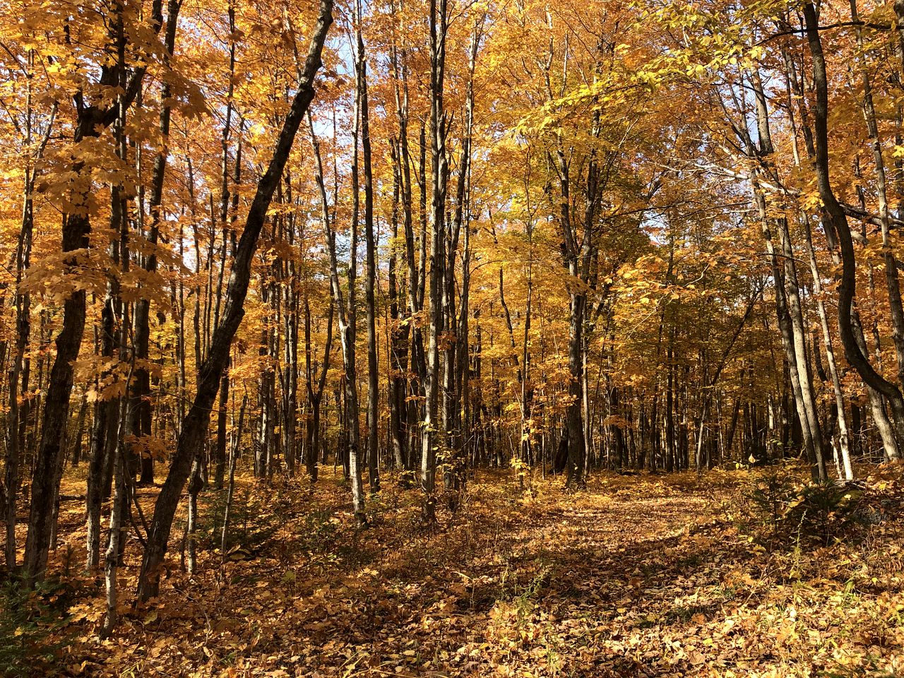 Pet-Friendly Yurt Escape in the Ontario Countryside - Perfect for Romantic Getaways in Tehkummah