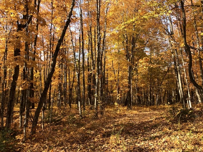 Yurts (Canada, Tehkummah, Ontario)