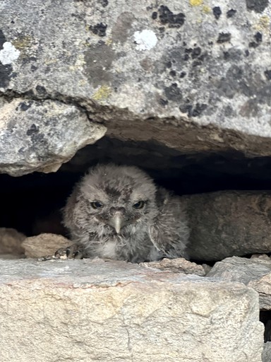 Towers (France, Corgoloin, Bourgogne-Franche-Comté)