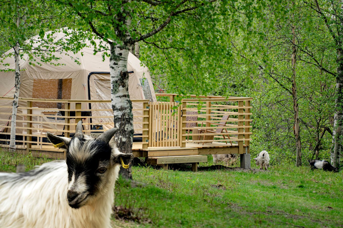 Romantic Glamping Getaways and Goat Yoga on this Strawbery Farm in Sweden