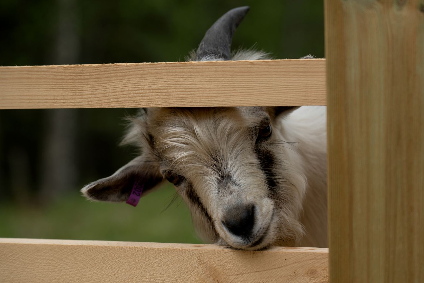 Go Glamping with Baby Goats at this Dreamy Yurt in Sweden