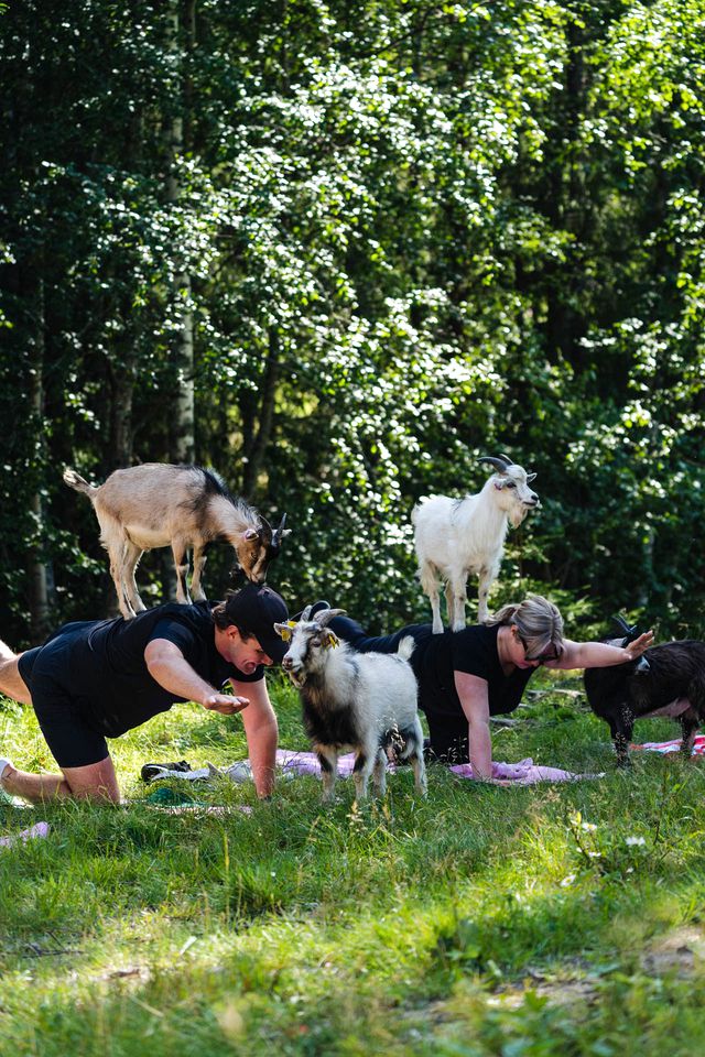 Go Glamping with Baby Goats at this Dreamy Yurt in Sweden