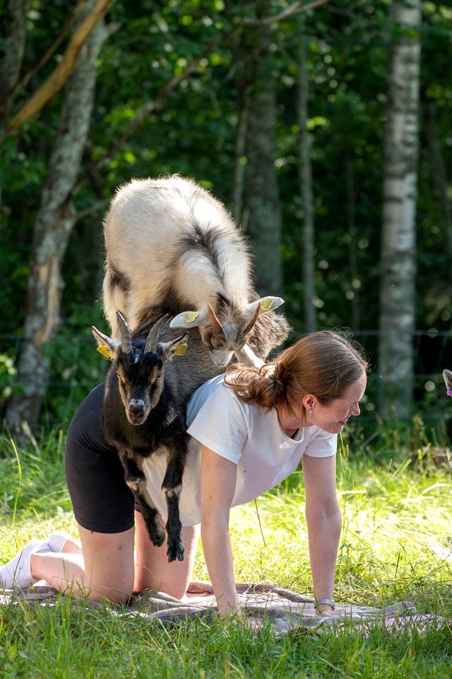 Go Glamping with Baby Goats at this Dreamy Yurt in Sweden