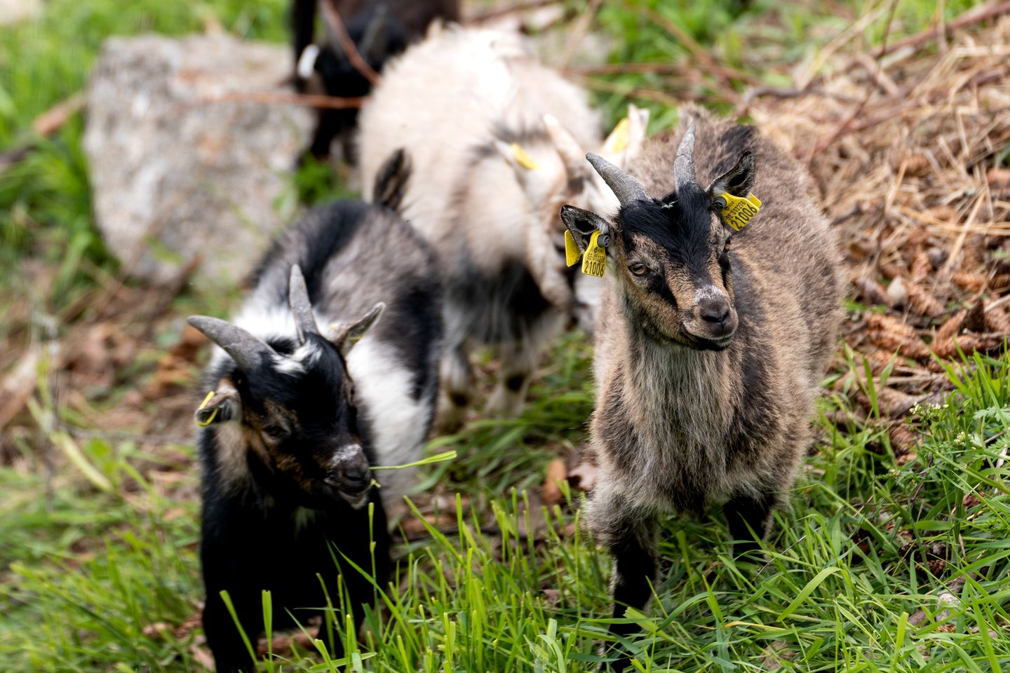 Go Glamping with Baby Goats at this Dreamy Yurt in Sweden