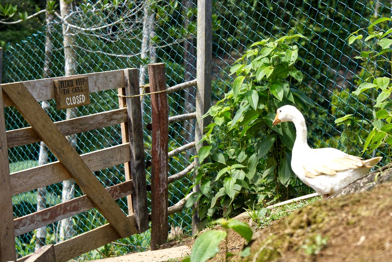 Cabins (Panama, Bastimentos, Bocas del Toro)