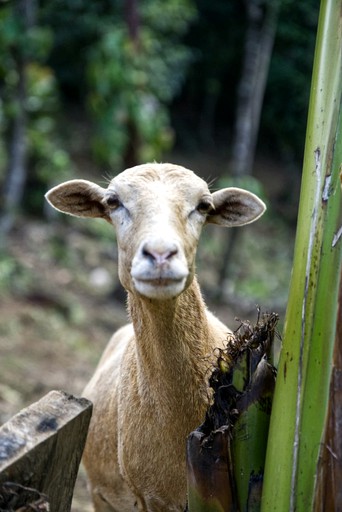 Cabins (Panama, Bastimentos, Bocas del Toro)