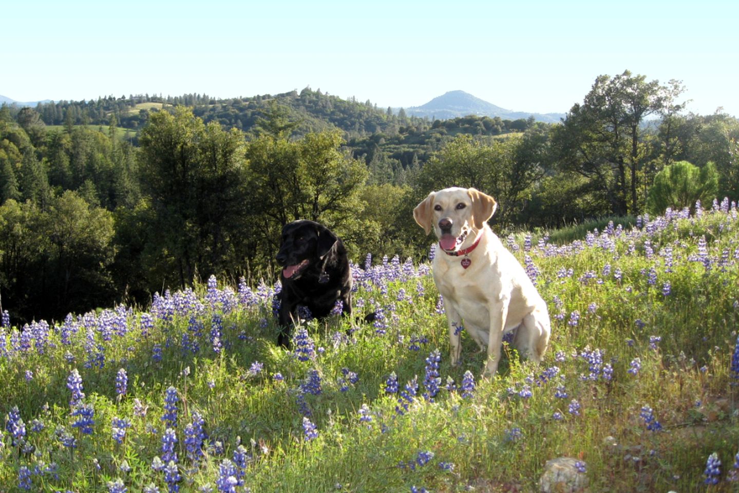 Perfect for Animal Lovers, Pet-Friendly Glamping Cabin Destination in Jackson, California