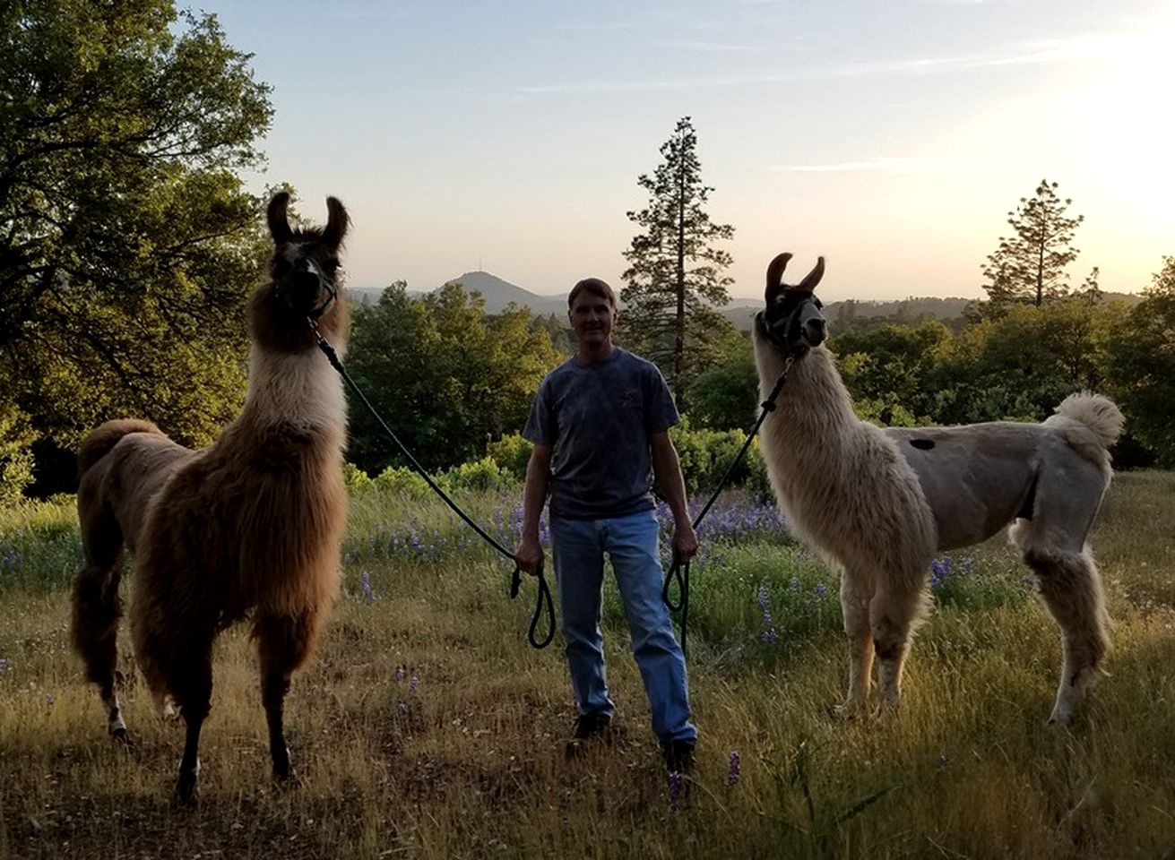 Perfect for Animal Lovers, Pet-Friendly Glamping Cabin Destination in Jackson, California