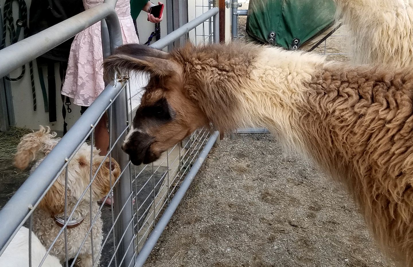 Perfect for Animal Lovers, Pet-Friendly Glamping Cabin Destination in Jackson, California