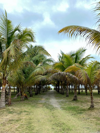 Beach Houses (Ecuador, Pedernales, Manabí)