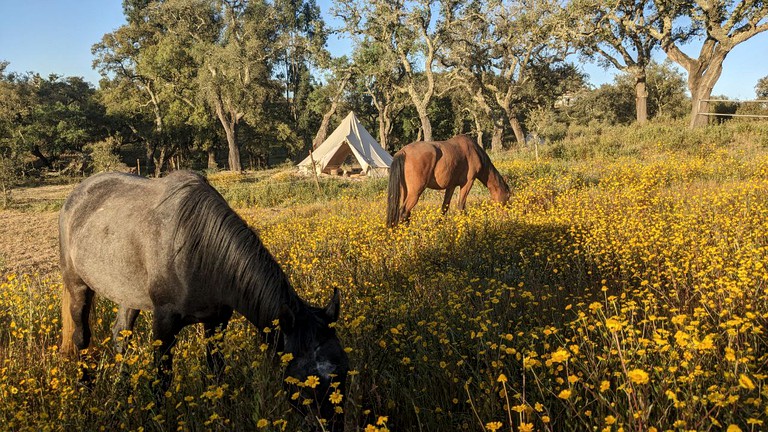 Safari Tents (Portugal, Roncao, Setubal)