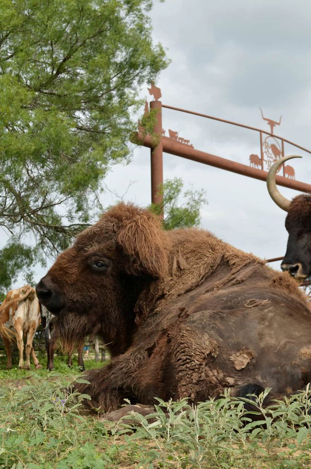 Creekside Safari Tent Chic: Experience Wild Comfort in Cibolo, Texas