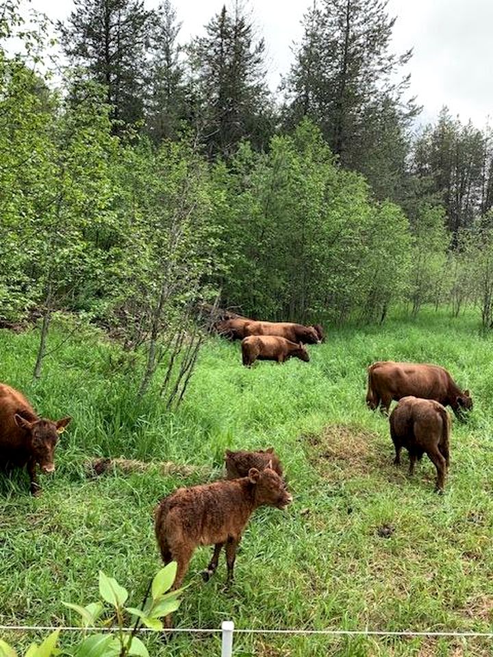 Cozy Glamping Escape with Mountain Views and Quiet Evenings in Sandpoint, Idaho