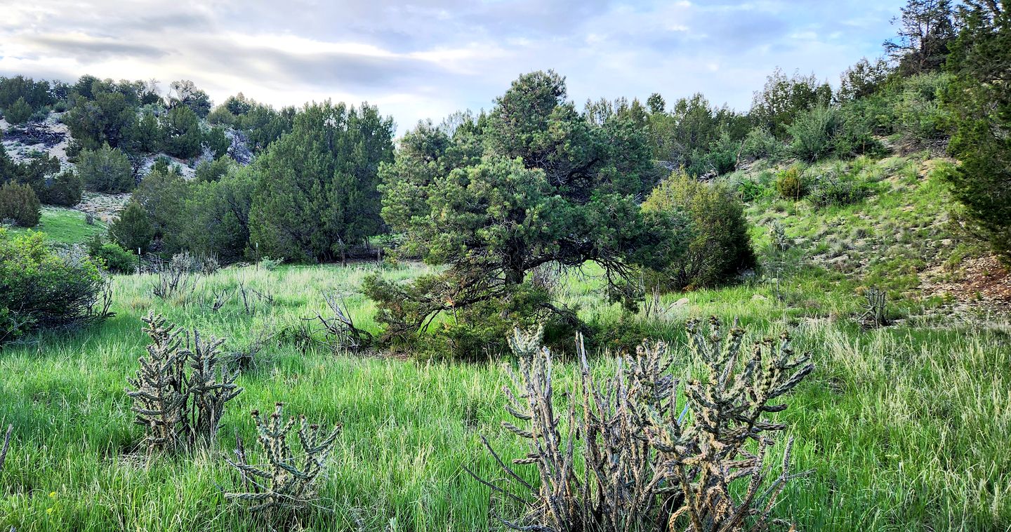 Remote Pet-Friendly Tented Cabin Great for Family Getaways in Colorado