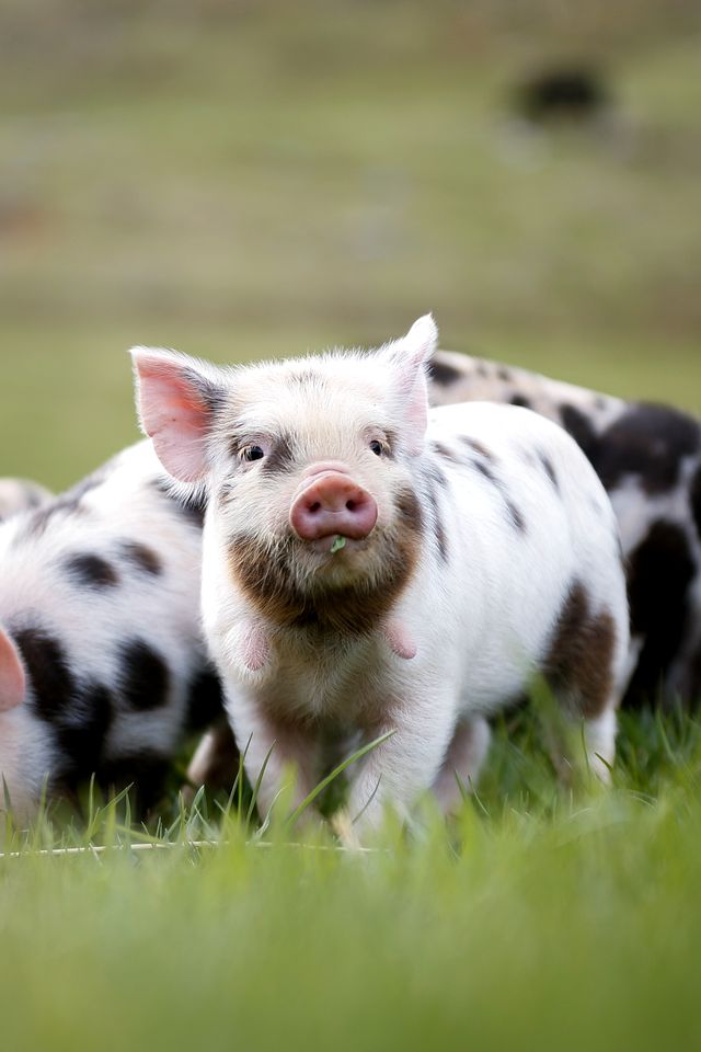 Luxury Geodesic Mountain Dome with Hot Tub in the Vero Mountains, North Carolina