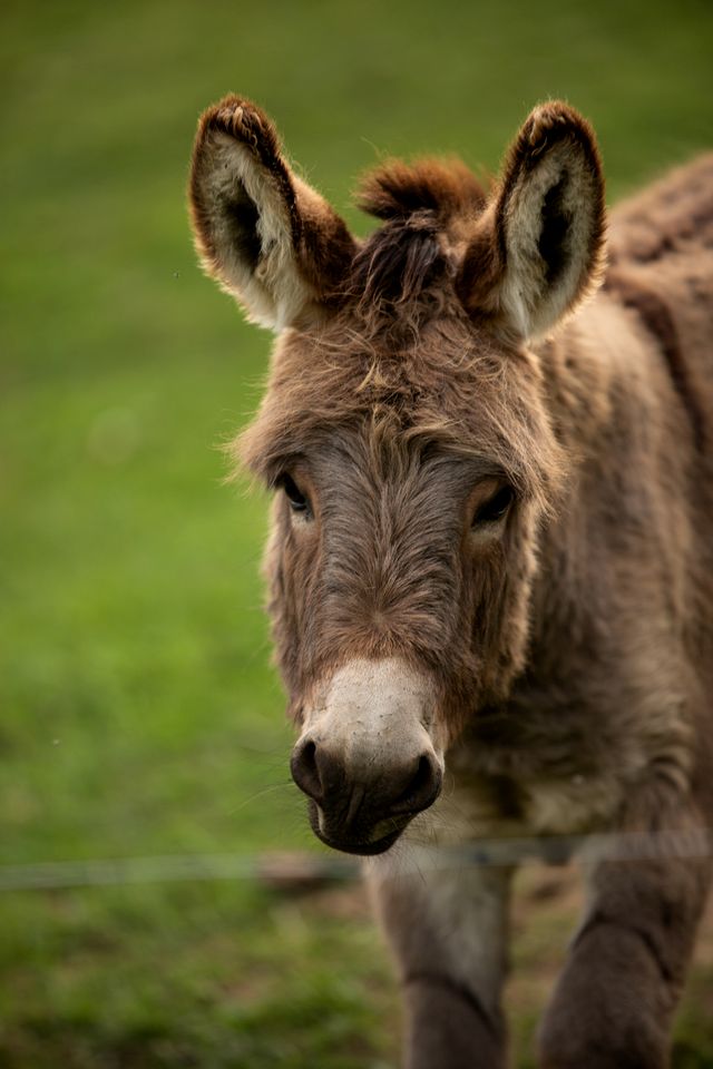 Luxury Geodesic Mountain Dome with Hot Tub in the Vero Mountains, North Carolina