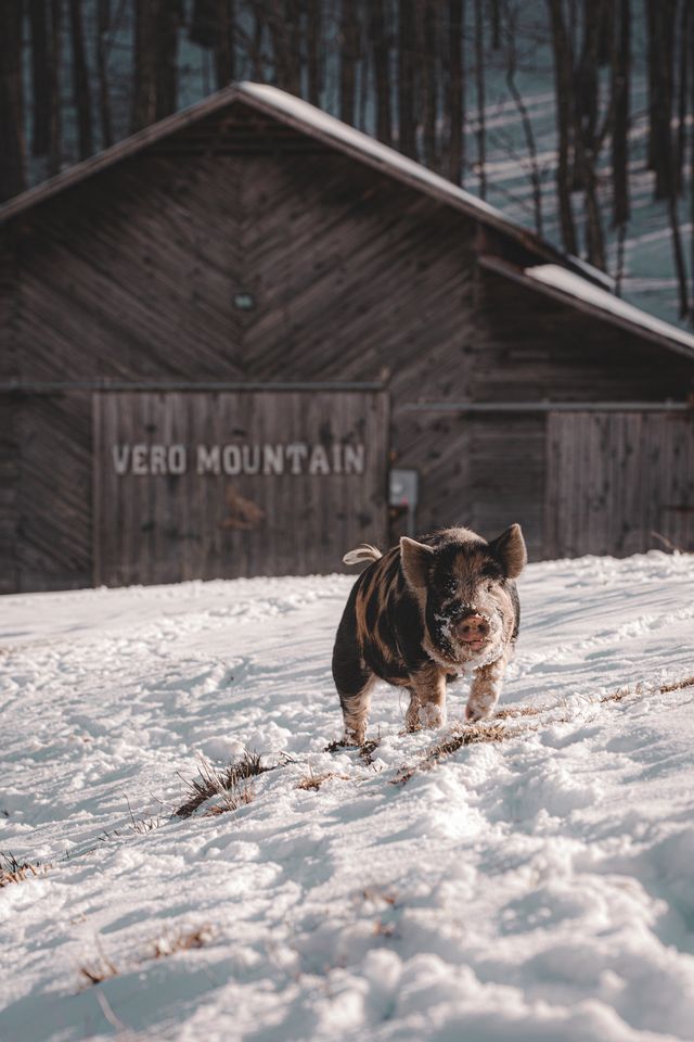 Luxury Geodesic Mountain Dome with Hot Tub in the Vero Mountains, North Carolina