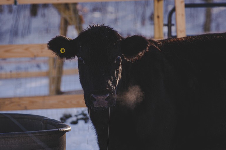 Domes (United States of America, Mars Hill, North Carolina)