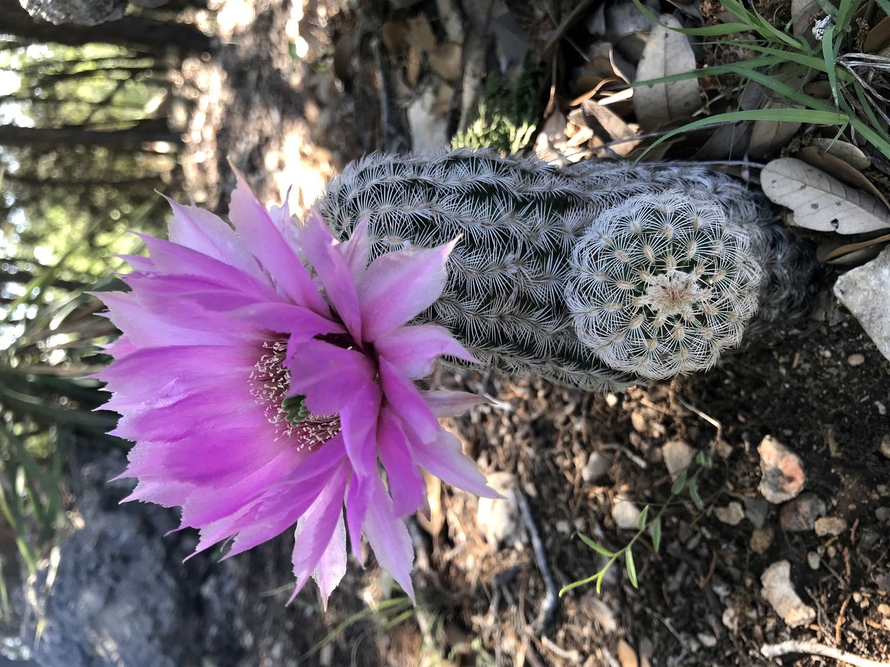 Rustic Countryside Cabin Rental with Outdoor Campfire near Austin, Texas