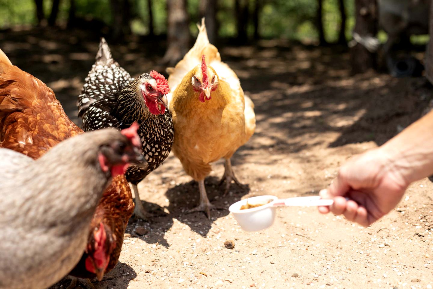 Spacious Cottage Rental for Group Getaway on Ranch near Dallas, Texas