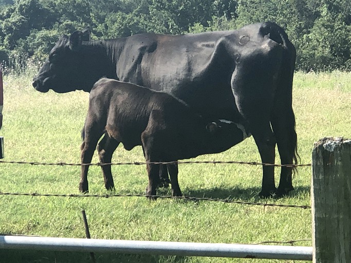 Vacation Rentals (Weatherford, Texas, United States)