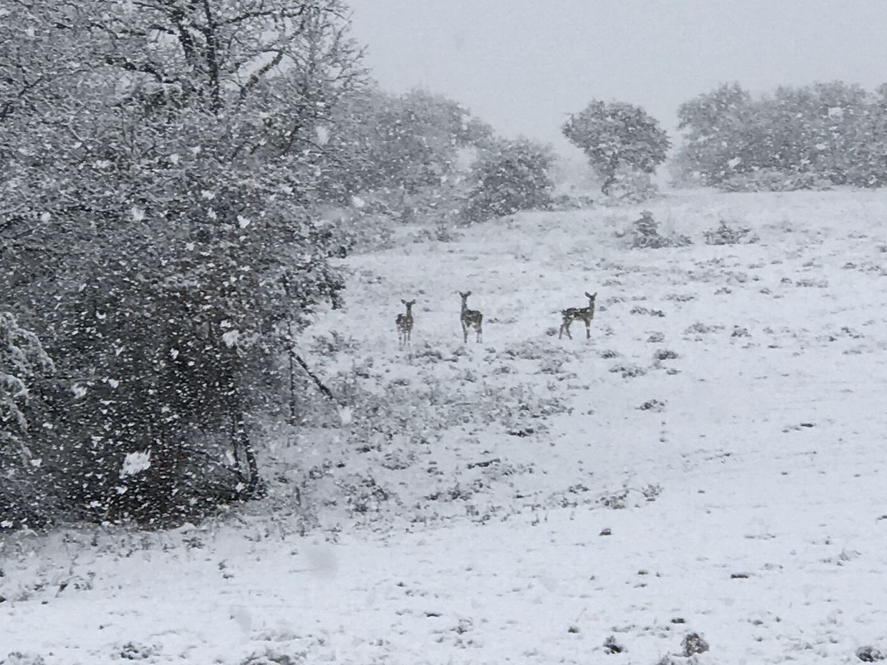 Spacious Cottage Rental for Group Getaway on Ranch near Dallas, Texas
