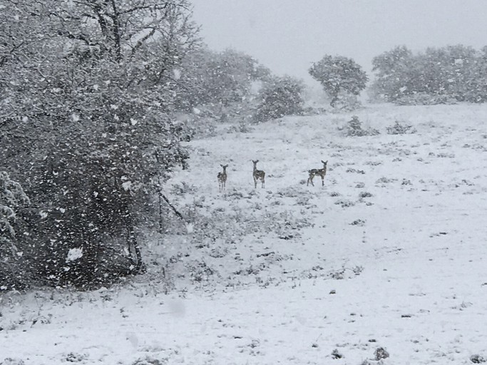 Vacation Rentals (Weatherford, Texas, United States of America)