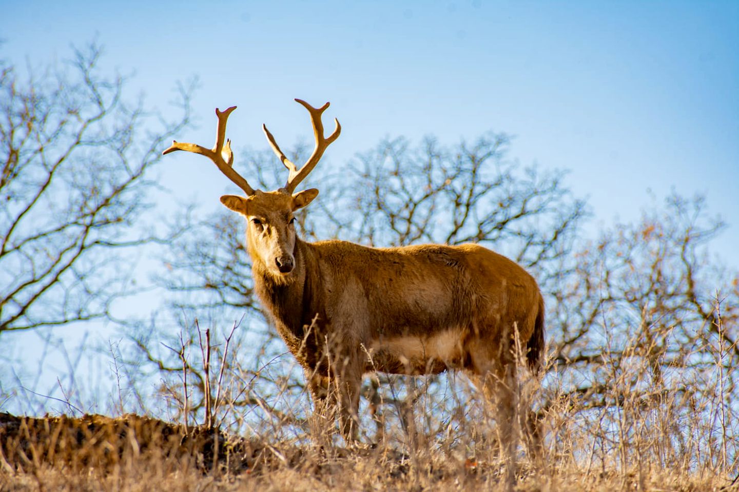 Cozy Lakeside Cabin Rental on 700-Acre Ranch near Dallas, Texas