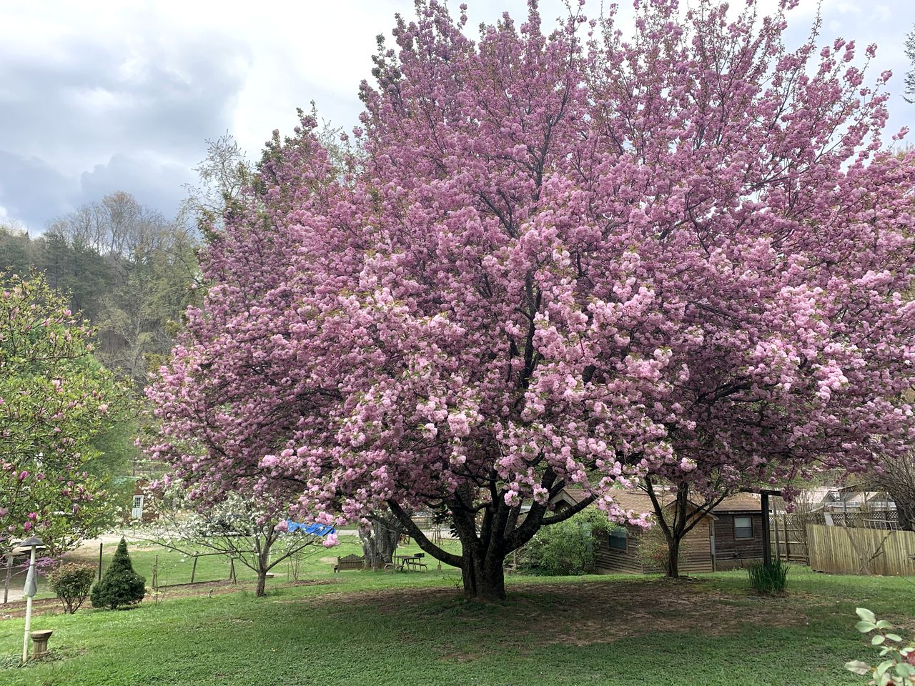 Luxury Cabin in the Trees for Large Groups near Asheville, North Carolina