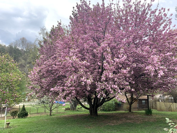 Cabins (United States of America, Bryson City, North Carolina)