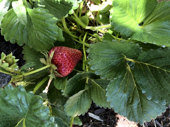 Cottages (Lakeport, California, United States)