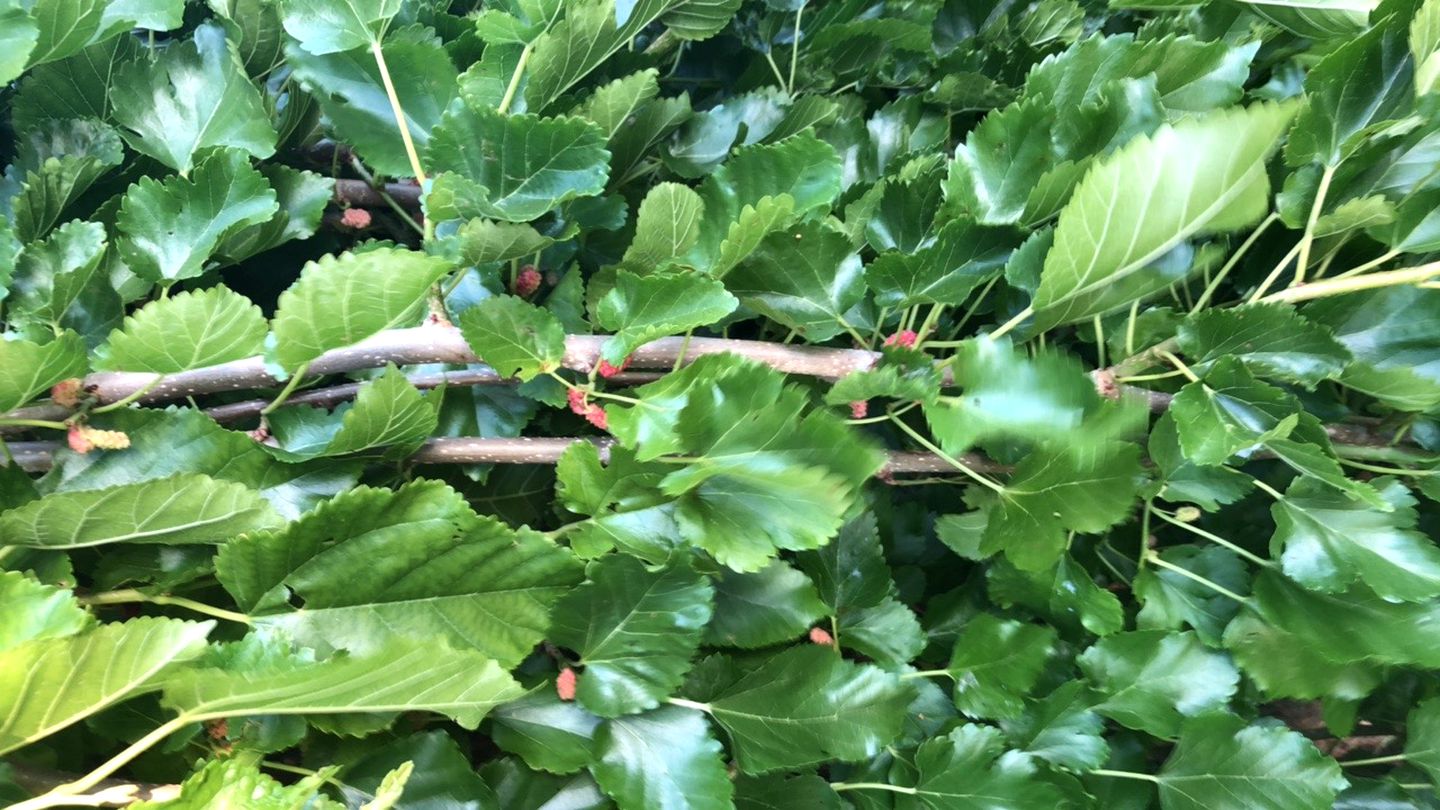 Luxury Chic Farm Cottage in Wine Country, California