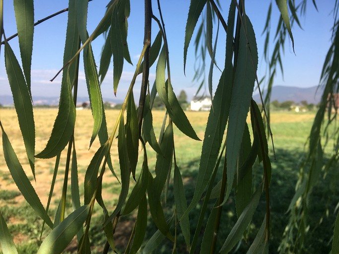 Cottages (Lakeport, California, United States)
