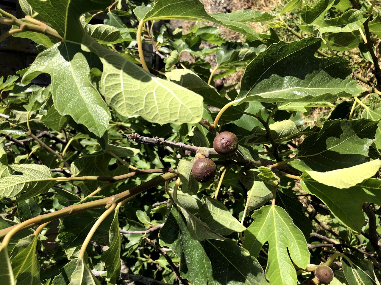 Luxury Chic Farm Cottage in Wine Country, California