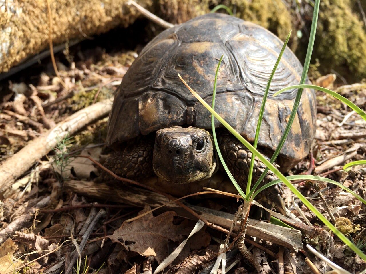 Eco-Friendly Tiny House with Views of the Adriatic Sea on Boka Bay, Montenegro