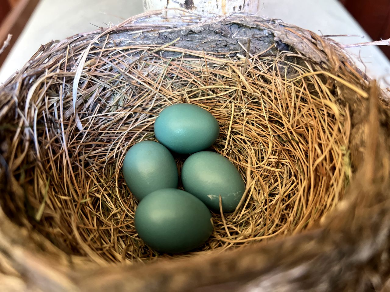 Picturesque, Mountain Suite nestled in Pastoral Setting in Wells, Vermont