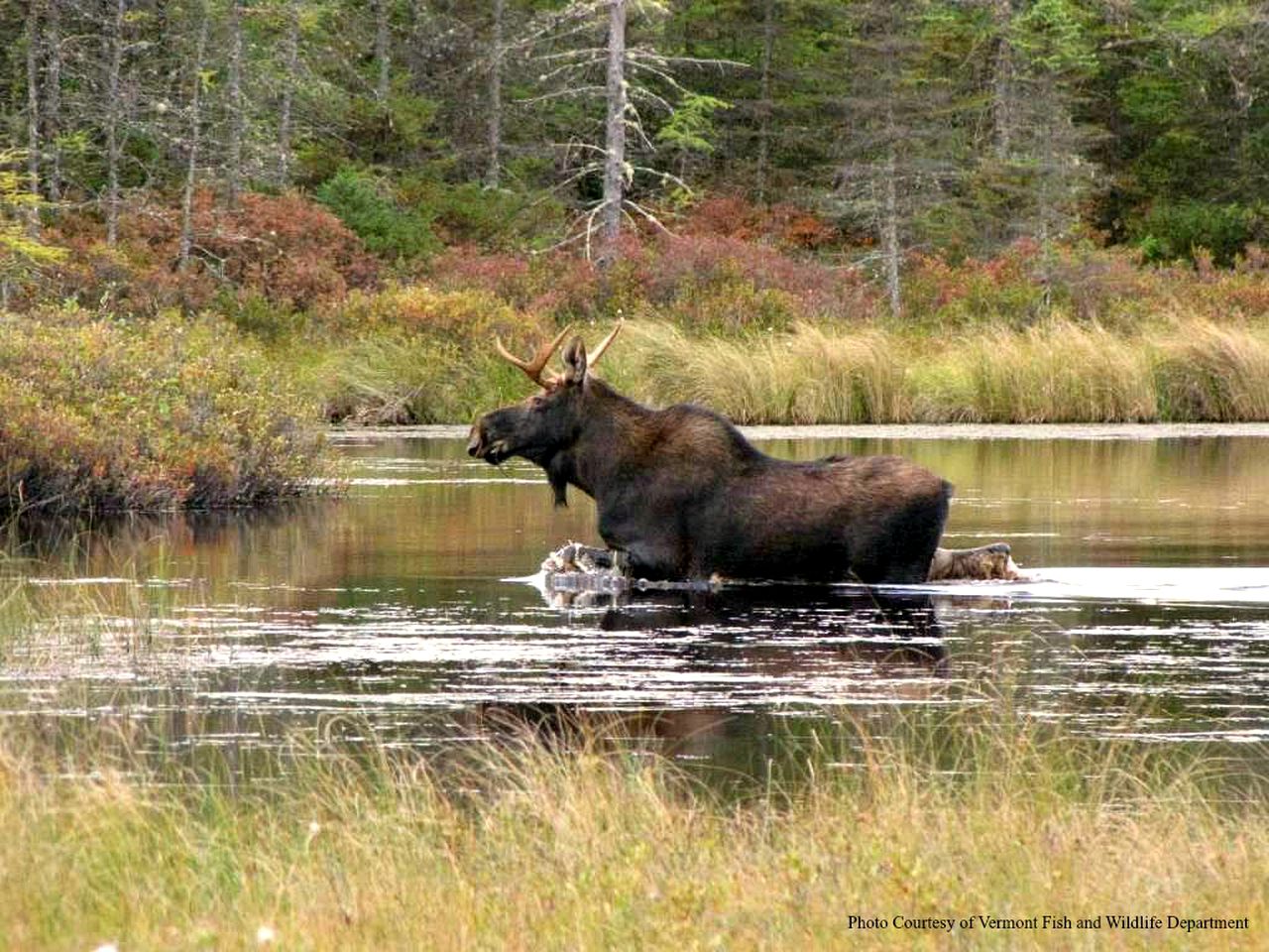Light-Filled, Well-Appointed Mountain Cabin for a Vacation in Wells, Vermont