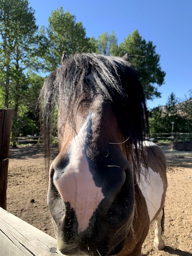 Cabins (United States of America, Gardiner, Montana)