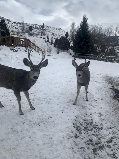 Cabins (United States of America, Gardiner, Montana)